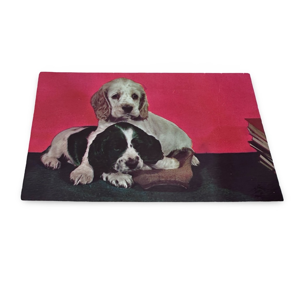 Vintage Plastichrome Miami Florida Puppy‎ Postcard Unused 60s Spaniel Dogs P1495